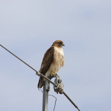 Kızıl kuyruklu Şahin (buteo jamaicensis) bir elektrik direğine tünemişti.