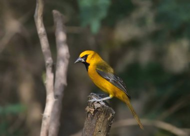 Altamira Oriole (olgunlaşmamış) (icterus gularis) büyük bir dala tünemiştir.