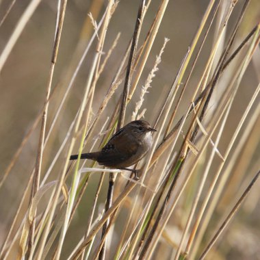 Marsh Wren (cistothorus palustris) clinging to a cattail