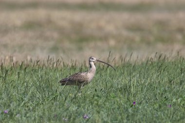 Uzun gagalı Curlew (Numenius americanus), uzun otların arasında yiyecek arıyor.