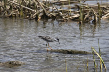 Daha Büyük Sarıbacak (tringa melanoleuca) dağınık bir sulak alanda yiyecek arıyor