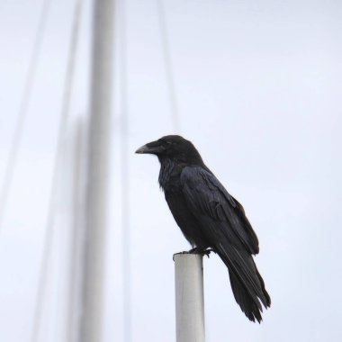 Karga (corvus corax) teknenin direğine tünemiştir.