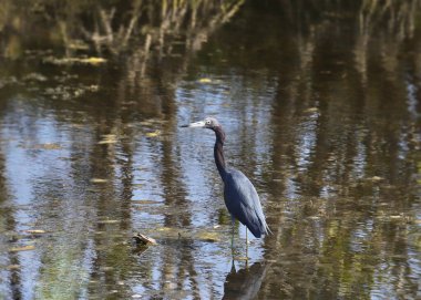 Küçük Mavi Balıkçıl (Egretta caerulea) nemli bir sulak alanda duruyor.