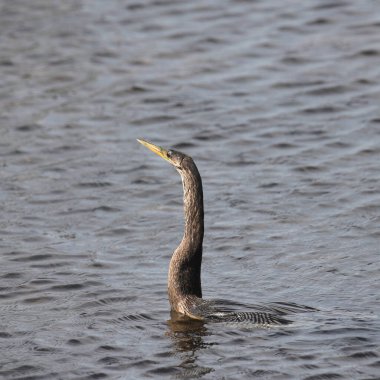 Bir Anhinga 'nın Yakın Çekimi (kadın) 