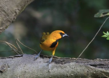 Altamira Oriole (icterus gularis) büyük bir kütüğe tünemiştir.