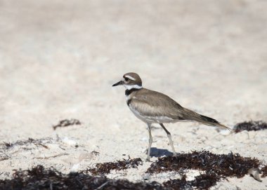 Killdeer (charadrius vociferus) standing on a sandy beach clipart