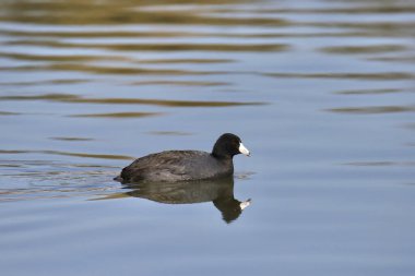 American Coot (fulica americana) bir gölde yüzüyor