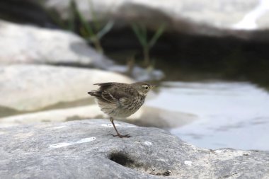 Amerikan Pipit (anthus rubescens) kayalık bir derede yiyecek arıyor