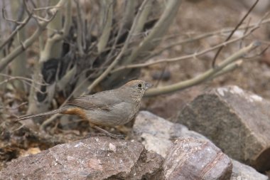 Canyon Towhee (melozone fusca) perched in some rocks clipart