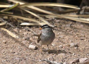 Beyaz taçlı serçe (zonotrichia leucophrys) yerde aranıyor