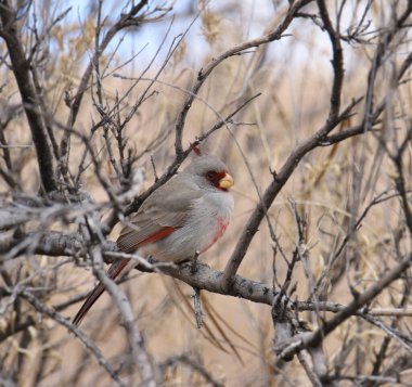 Pyrrhuloxia (erkek) (kardinalis sinuatis) yapraksız bir ağaca tünemiştir.