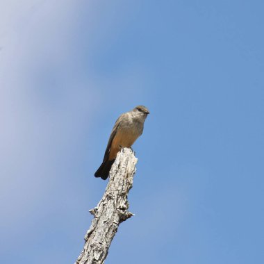 De ki Phoebe (sayornis saya) çıplak bir dala tünemiş.