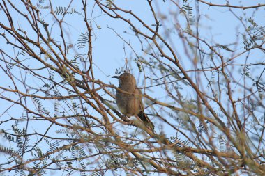 Bendire 'nin Thrasher' ı (toksoma bendirei) mesquite ağacına tünemiş.