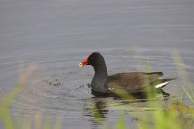 Çimenli bir gölette yüzen yaygın Gallinule (gallinula galeata)