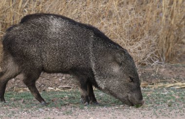 Javelina 'ya yaklaş (yakalı göğüs kası) 