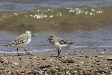 Gölün kenarında duran Sanderling (üreme) (calidris alba)