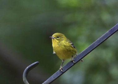 Pine Warbler (setophaga pinus) bir kuş besleyici direğe tünemiştir.