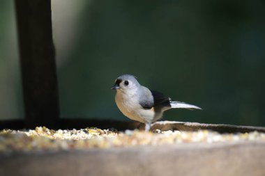 Tufted Titmouse (baeolophus bicolor) bir kuş besleyicisinde yemek yiyor