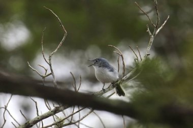 Mavi-gri Gnatcatcher (erkek) (polioptila caerulea) yüksek bir ağaca tünedi