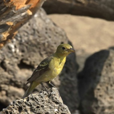 Western Tanager (female) (piranga ludoviciana) perched on a big rock clipart