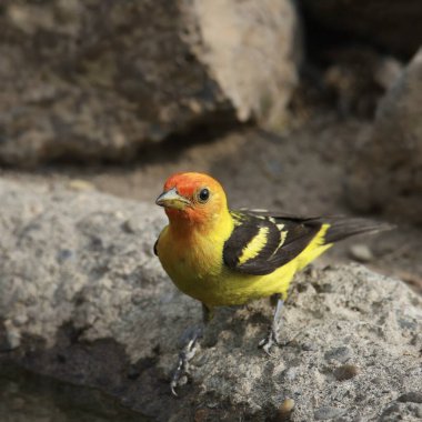 Western Tanager (male) (piranga ludoviciana) drinking from a pond clipart