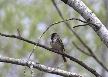 Harris 'in Serçesi (zonotrichia querula) bir ağaca tünedi.