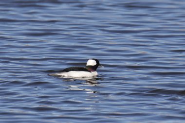 Bufflehead (erkek) (bucephala albeola) bir gölette yüzüyor
