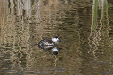 Ruddy Duck (nonbreeding) (oxjura jamaicensis) swimming in a pond clipart