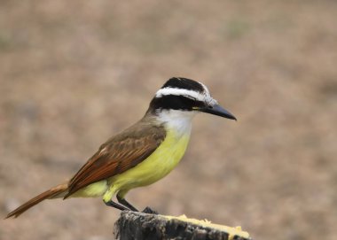 Büyük Kiskadee (pitangus sulphuratus) tahta bir direğe tünemiştir.