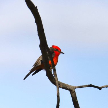 Vermilion Flycatcher (male) (pyrocephalus obscurus) perched on a bare branch clipart