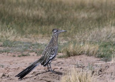 Greater Roadrunner (geococcyx californianus) perched on the ground clipart