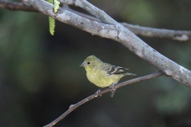Küçük ispinoz (dişi) (spinus psaltria) çıplak bir dala tünemiştir.