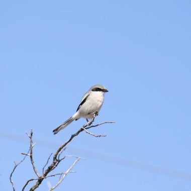 Loggerhead Shrike (lanius ludovicianus) yapraksız bir dalın ucunu tünetti