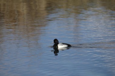 Küçük erkek (aythya affinis) gölette yüzmektedir.