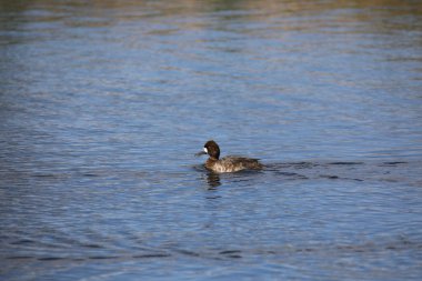 Lesser Scaup (female) (aythya affinis) swimming in a pond clipart