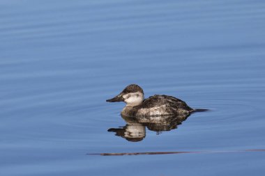 Ruddy Duck (dişi) (oxjura jamaicensis) berrak mavi sularda yüzüyor
