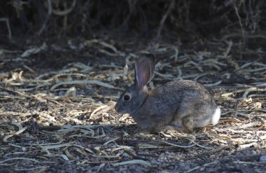 Çöl Pamukkuyruğu (syvilagus audubonii) bazı kuru yapraklarda yiyecek arıyor