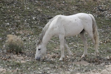 Wild Horse (equus ferus caballus) foraging in sparse grass clipart