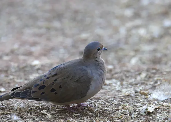 stock image Closeup of a Mourning Dove (zenaida macroura) 