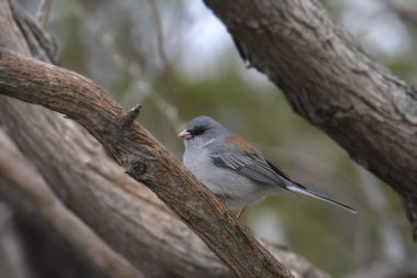 Koyu renk gözlü Junco (Gri kafalı) (Junco hyemalis) büyük bir dala tünemişti.