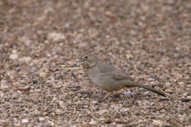 Canyon Towhee (melozone fusca) foraging in some gravel clipart