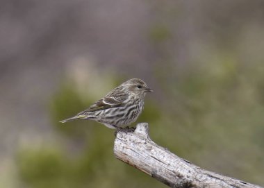 Pine Siskin (spinus pinus) bir dalın ucuna tünemiş.