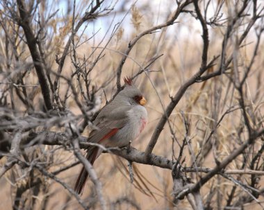 Pyrrhuloxia (erkek) (kardinalis sinuatis) çöl ormanına tünemiştir.