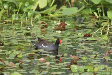 Nilüferlerle dolu bir gölette yüzen Gallinule (gallinula galeata)