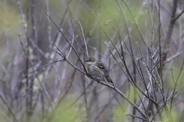 Sarı popolu Warbler (Myrtle, dişi) çalılara tünemiş