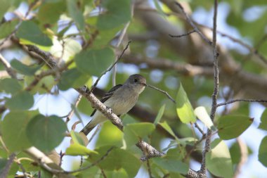 Willow Flycatcher (empidonax traillii) yapraklı bir ağaca tünemişti.