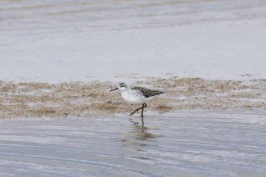 Wilson 's Phalarope (üremeyen) (Phalaropus üç renkli) dalgalarda yüzüyor