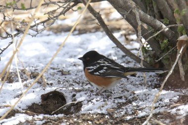 Spotted Towhee (pipilo maculatus) foraging on snowy ground clipart