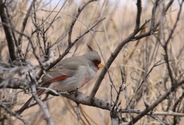 Pyrrhuloxia (erkek) (kardinalis sinuatis) bir çöl çalılığına tünemiştir.