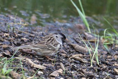 Harris's Sparrow (zonotrichia querula) foraging at the edge of a puddle clipart